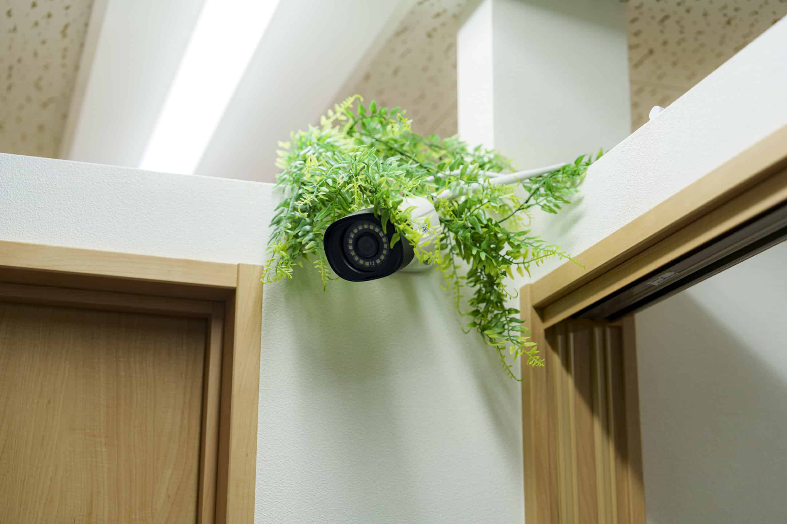 20250725Hitotsuboshi 248 A7A0888 scaled